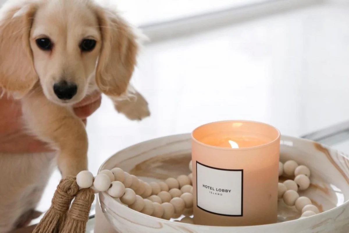 What Scented Candles are Safe for Dogs