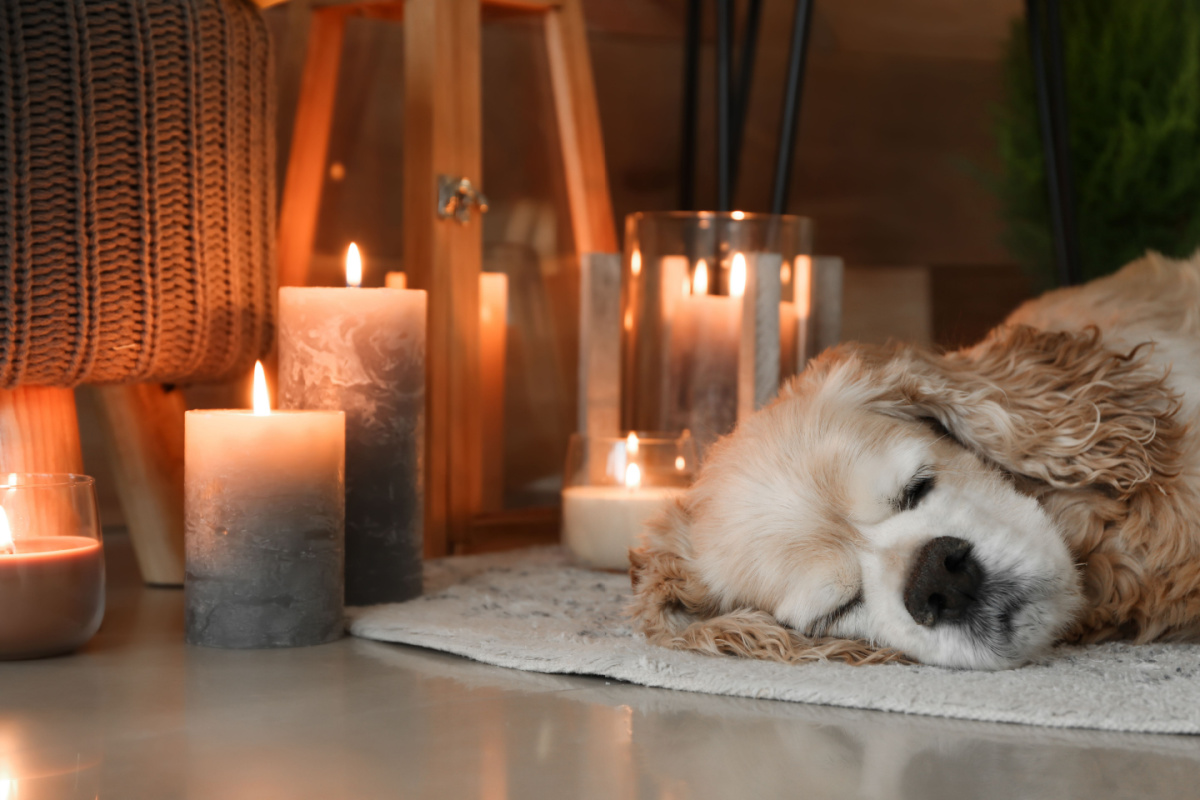 What Scented Candles are Safe for Dogs? 5 Candle Safety Tips Around Dogs